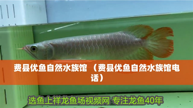 費縣優魚自然水族館 （費縣優魚自然水族館電話）