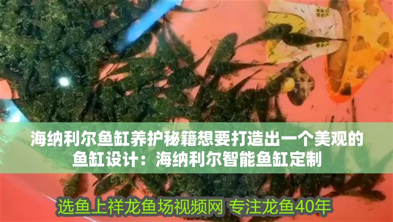 海納利爾魚缸養護秘籍想要打造出一個美觀的魚缸設計：海納利爾智能魚缸定制
