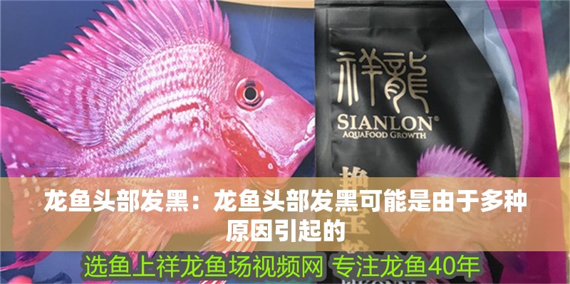 龍魚頭部發(fā)黑：龍魚頭部發(fā)黑可能是由于多種原因引起的 龍魚頭部發(fā)黑：龍魚頭部發(fā)黑可能是由于多種原因引起的 龍魚百科
