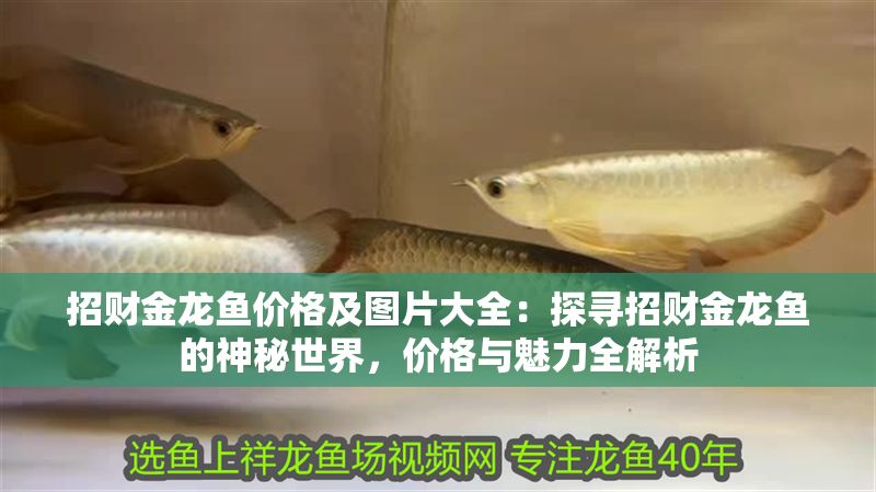 招財金龍魚價格及圖片大全：探尋招財金龍魚的神秘世界，價格與魅力全解析 招財金龍魚價格及圖片大全：探尋招財金龍魚的神秘世界，價格與魅力全解析 龍魚百科 第1張