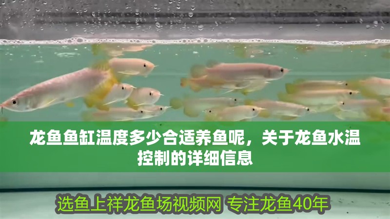 龍魚魚缸溫度多少合適養魚呢，關于龍魚水溫控制的詳細信息