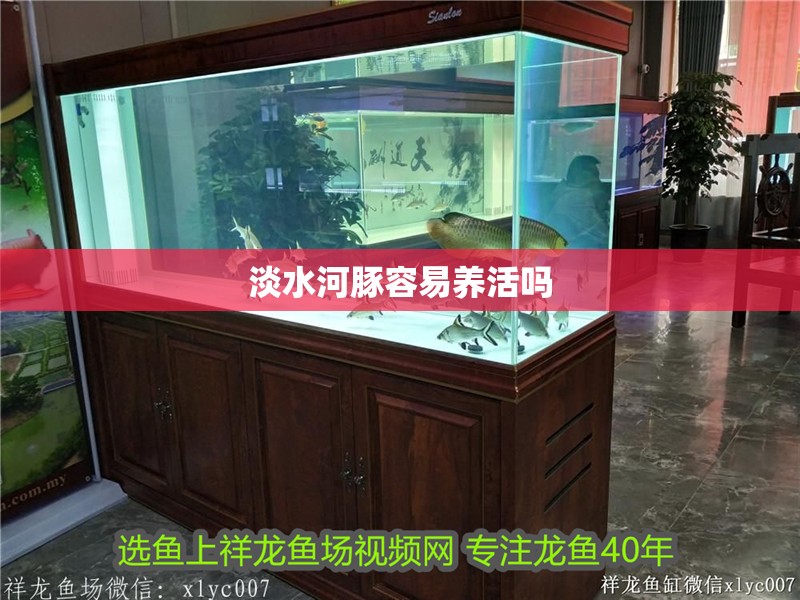 淡水河豚容易養活嗎