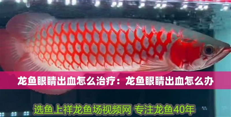 龍魚眼睛出血怎么治療：龍魚眼睛出血怎么辦