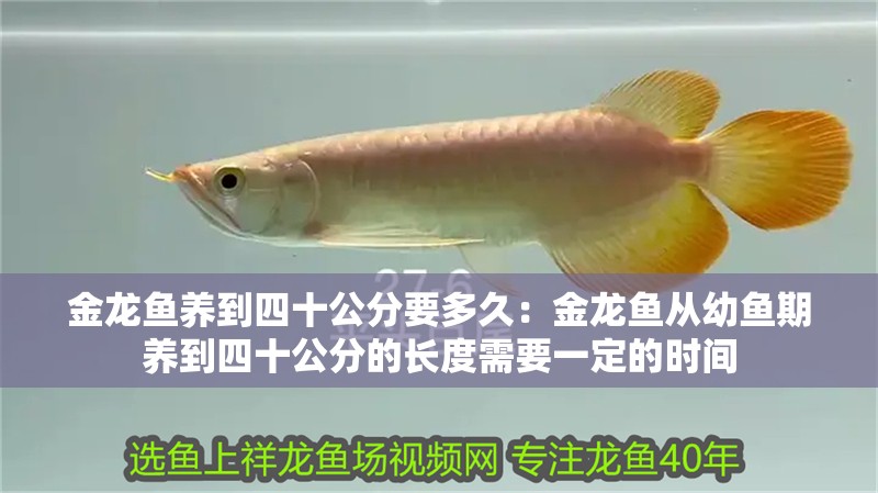 金龍魚養到四十公分要多久：金龍魚從幼魚期養到四十公分的長度需要一定的時間