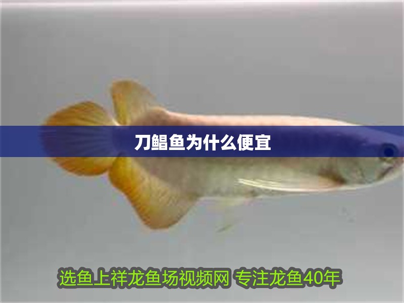 刀鯧魚(yú)為什么便宜