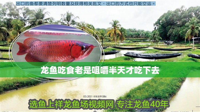 龍魚吃食老是咀嚼半天才吃下去