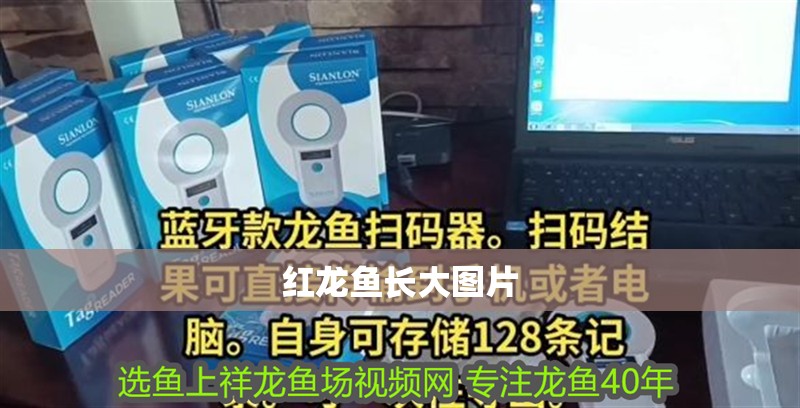 紅龍魚長大圖片