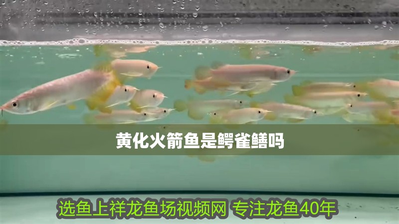 黃化火箭魚是鱷雀鱔嗎