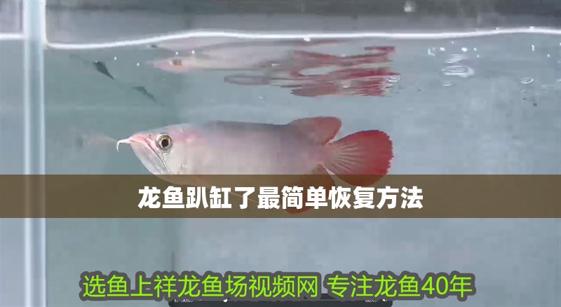 龍魚趴缸了最簡單恢復方法