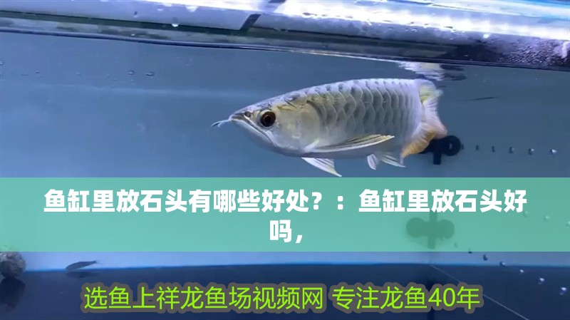 魚(yú)缸里放石頭有哪些好處？：魚(yú)缸里放石頭好嗎，