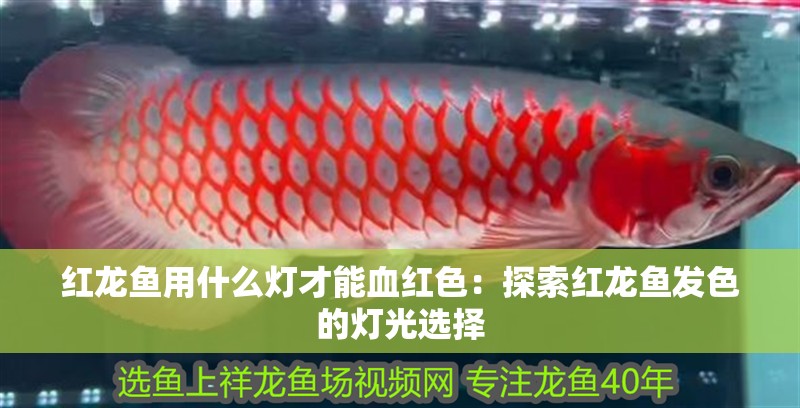 紅龍魚用什么燈才能血紅色：探索紅龍魚發色的燈光選擇 紅龍魚用什么燈才能血紅色：探索紅龍魚發色的燈光選擇 龍魚百科