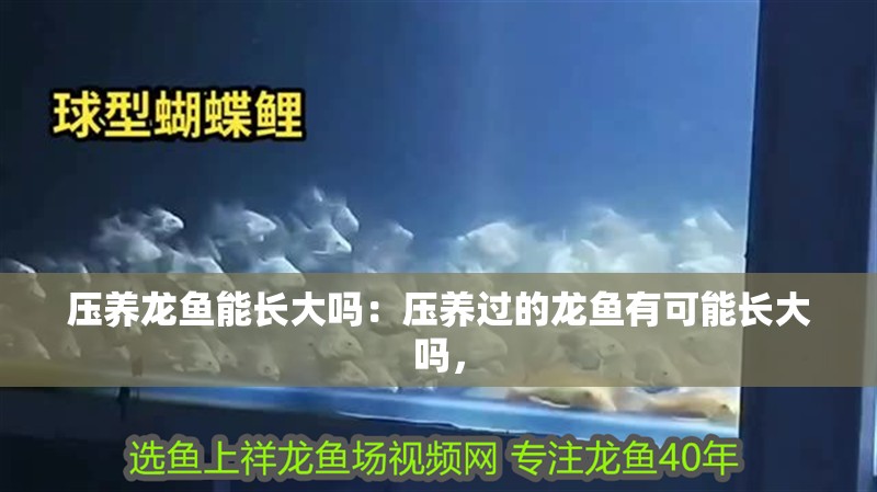 壓養龍魚能長大嗎：壓養過的龍魚有可能長大嗎，