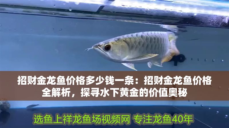 招財金龍魚價格多少錢一條：招財金龍魚價格全解析，探尋水下黃金的價值奧秘