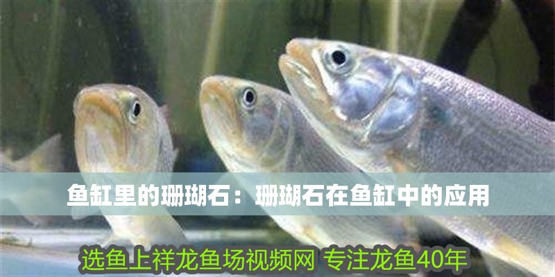 魚缸里的珊瑚石：珊瑚石在魚缸中的應(yīng)用