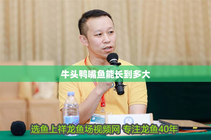 牛頭鴨嘴魚能長到多大 牛頭鴨嘴魚能長到多大 龍魚論壇