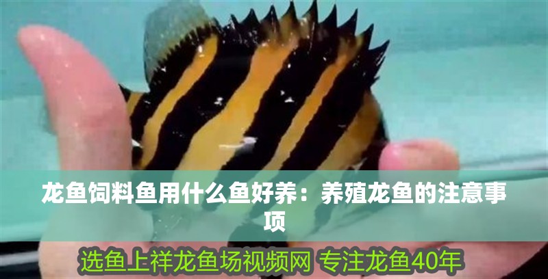 龍魚飼料魚用什么魚好養：養殖龍魚的注意事項