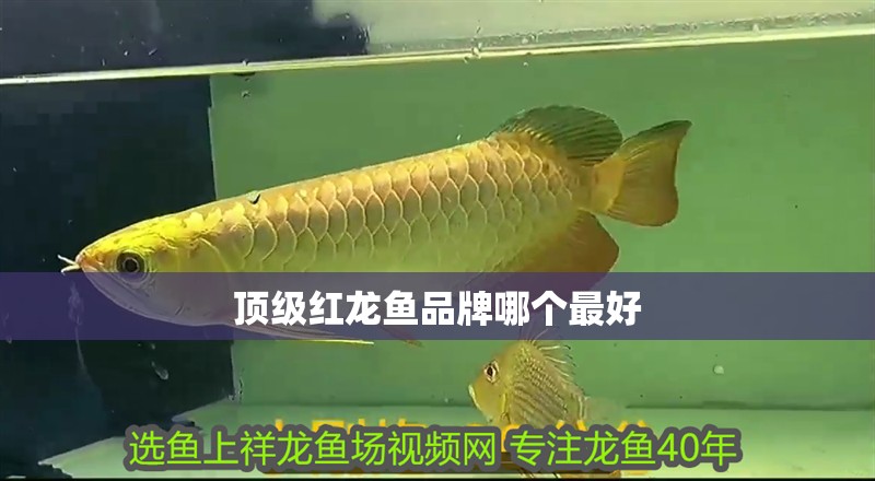 頂級紅龍魚品牌哪個最好
