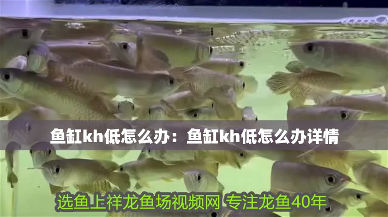 魚缸kh低怎么辦：魚缸kh低怎么辦詳情