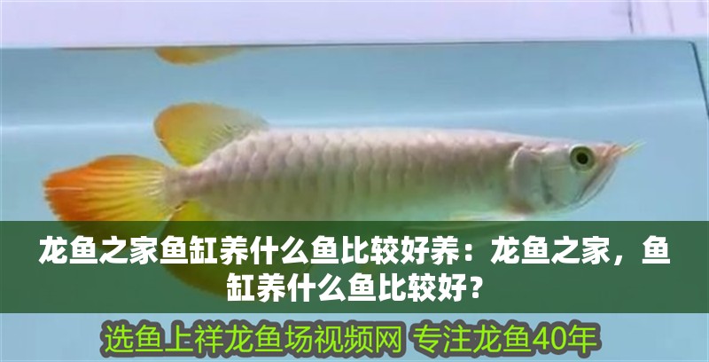 紅龍魚用黃燈烤有用嗎 龍魚之家魚缸養(yǎng)什么魚比較好養(yǎng):龍魚之家,魚缸養(yǎng)什么魚比較好? 龍魚百科 龍魚之家魚缸養(yǎng)什么魚比較好養(yǎng):龍魚之家,魚缸養(yǎng)什么魚比較好? 龍魚之家魚缸養(yǎng)什么魚比較好養(yǎng):龍魚之家,魚缸養(yǎng)什么魚比較好? 龍魚百科