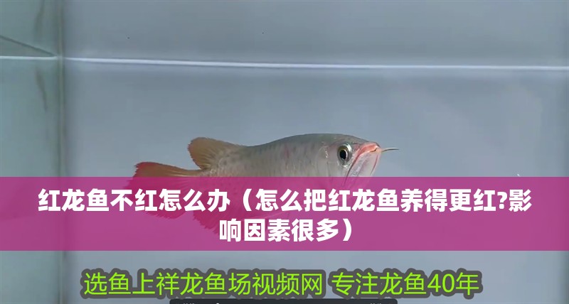 紅龍魚不紅怎么辦（怎么把紅龍魚養得更紅?影響因素很多）