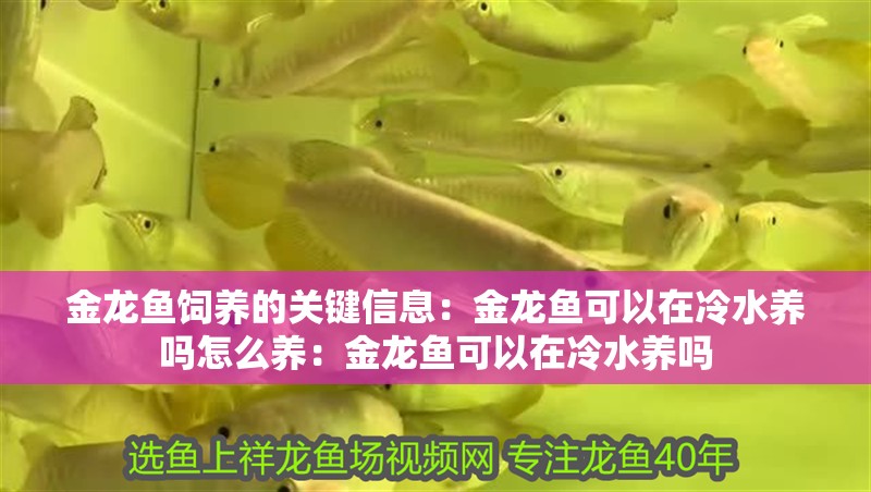 金龍魚飼養的關鍵信息：金龍魚可以在冷水養嗎怎么養：金龍魚可以在冷水養嗎