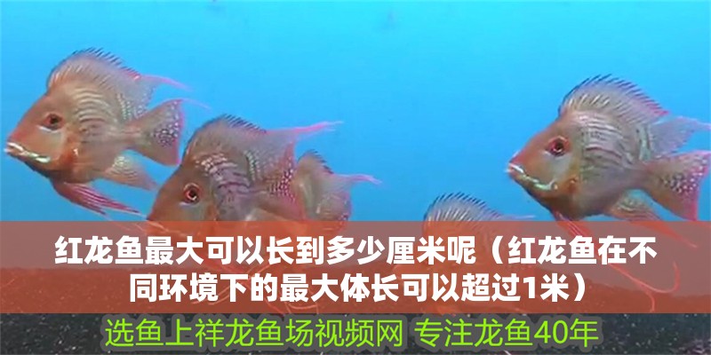 紅龍魚最大可以長到多少厘米呢（紅龍魚在不同環境下的最大體長可以超過1米）