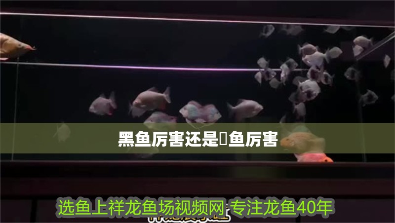 黑魚厲害還是鳡魚厲害 黑魚厲害還是鳡魚厲害 龍魚論壇