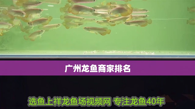 廣州龍魚商家排名