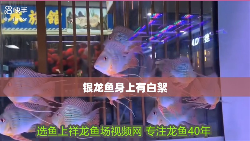 銀龍魚身上有白絮