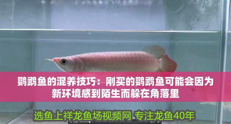 鸚鵡魚的混養技巧：剛買的鸚鵡魚可能會因為新環境感到陌生而躲在角落里