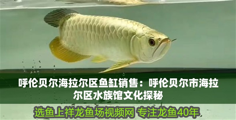 呼倫貝爾海拉爾區魚缸銷售：呼倫貝爾市海拉爾區水族館文化探秘
