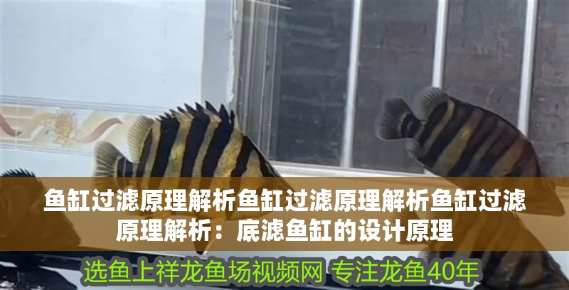 魚缸過濾原理解析魚缸過濾原理解析魚缸過濾原理解析：底濾魚缸的設(shè)計原理