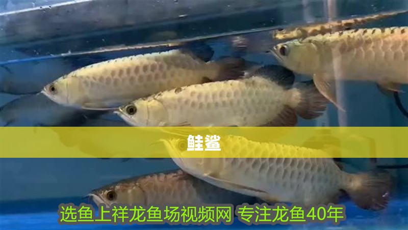 鮭鯊