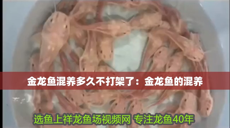 金龍魚混養(yǎng)多久不打架了：金龍魚的混養(yǎng)