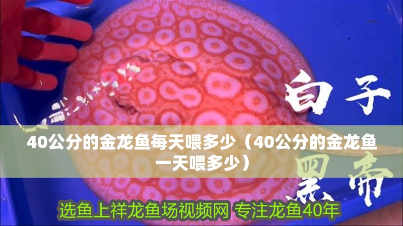 40公分的金龍魚每天喂多少（40公分的金龍魚一天喂多少）
