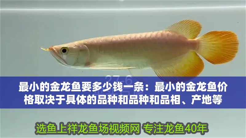 最小的金龍魚要多少錢一條：最小的金龍魚價格取決于具體的品種和品種和品相、產(chǎn)地等 最小的金龍魚要多少錢一條：最小的金龍魚價格取決于具體的品種和品種和品相、產(chǎn)地等 龍魚百科
