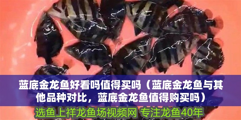 藍底金龍魚好看嗎值得買嗎（藍底金龍魚與其他品種對比，藍底金龍魚值得購買嗎）