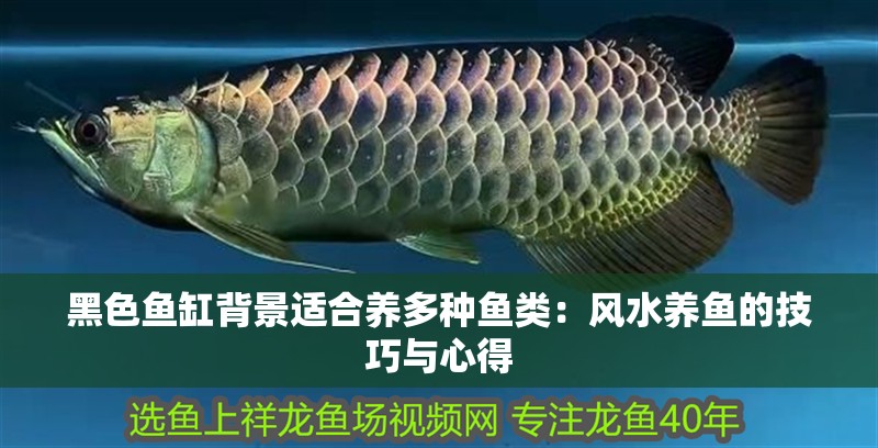 黑色魚缸背景適合養(yǎng)多種魚類：風水養(yǎng)魚的技巧與心得 黑色魚缸背景適合養(yǎng)多種魚類：風水養(yǎng)魚的技巧與心得 魚缸百科
