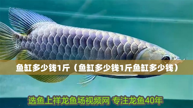 魚缸多少錢1斤（魚缸多少錢1斤魚缸多少錢）