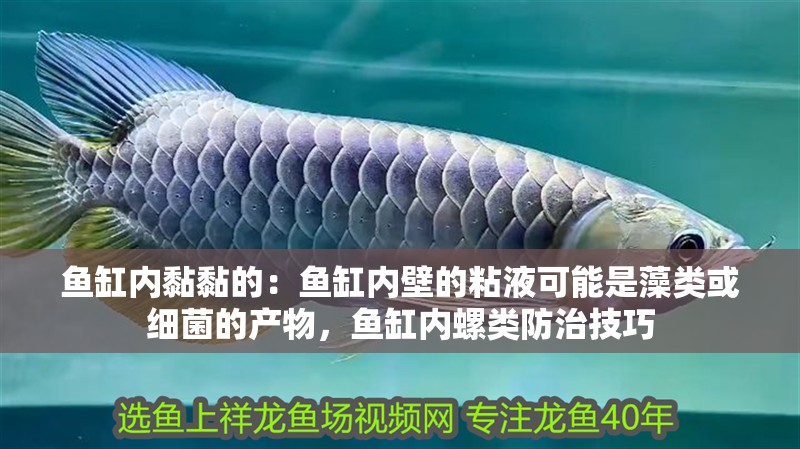 魚缸內黏黏的：魚缸內壁的粘液可能是藻類或細菌的產物，魚缸內螺類防治技巧