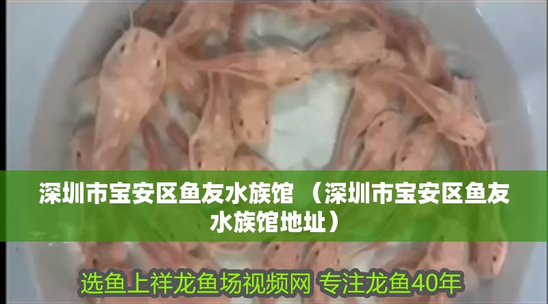 深圳市寶安區魚友水族館 （深圳市寶安區魚友水族館地址）