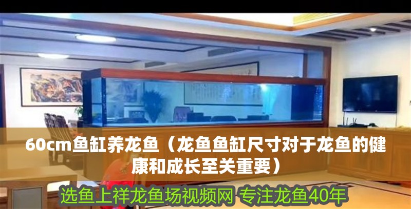 60cm魚缸養(yǎng)龍魚(龍魚魚缸尺寸對(duì)于龍魚的健康和成長至關(guān)重要)