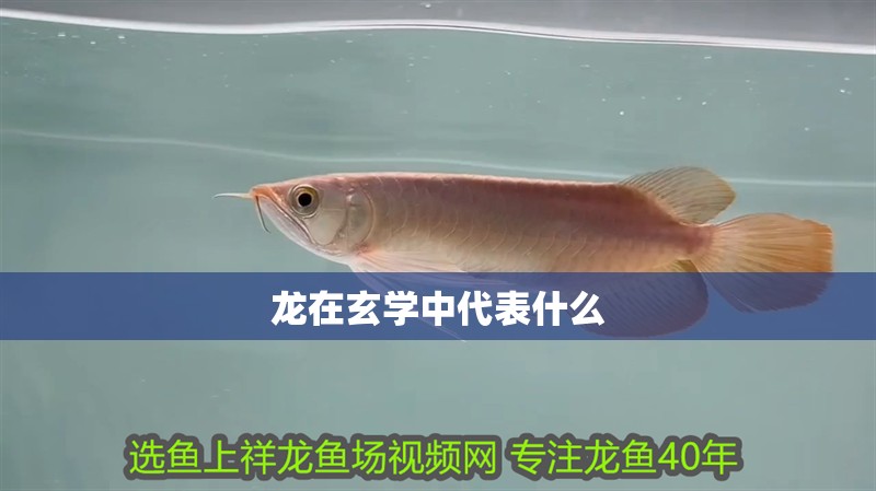 龍在玄學中代表什么 龍在玄學中代表什么 龍魚論壇