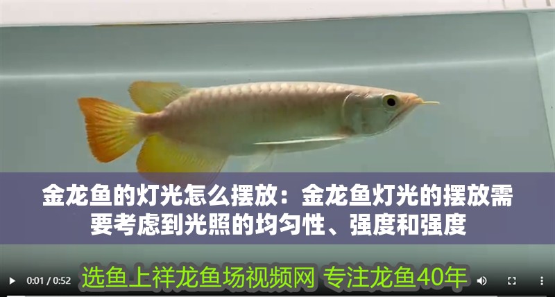 金龍魚的燈光怎么擺放：金龍魚燈光的擺放需要考慮到光照的均勻性、強度和強度 金龍魚的燈光怎么擺放：金龍魚燈光的擺放需要考慮到光照的均勻性、強度和強度 龍魚百科