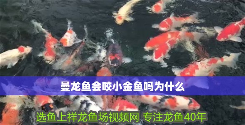 曼龍魚會咬小金魚嗎為什么
