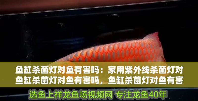 魚缸殺菌燈對魚有害嗎：家用紫外線殺菌燈對魚缸殺菌燈對魚有害嗎，魚缸殺菌燈對魚有害嗎