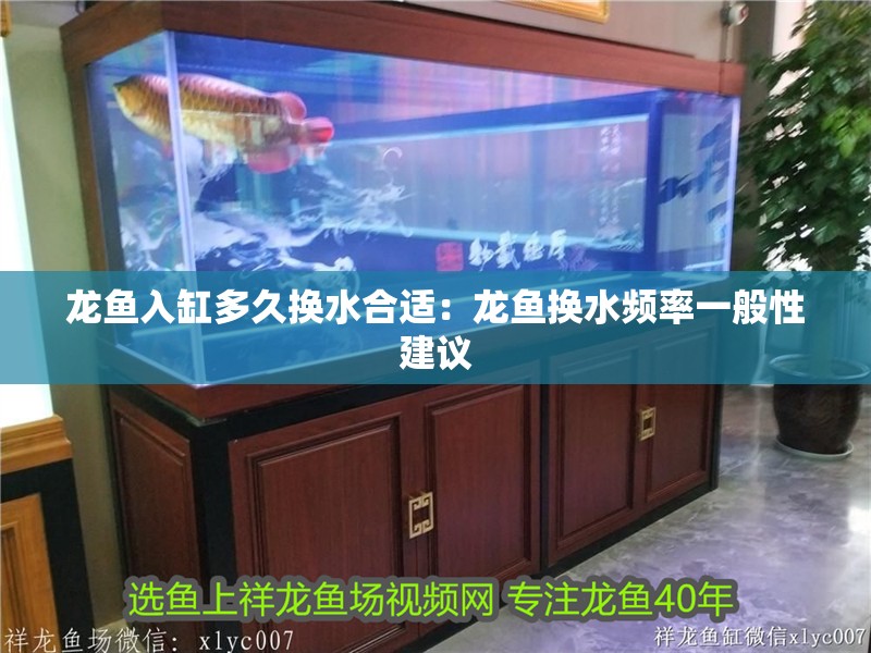 龍魚入缸多久換水合適:龍魚換水頻率一般性建議