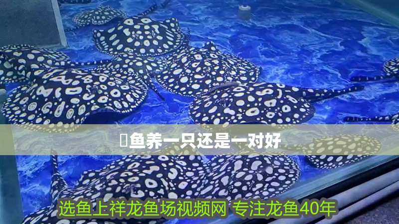 魟魚養(yǎng)一只還是一對(duì)好