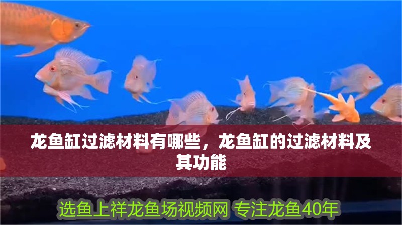 龍魚缸過濾材料有哪些，龍魚缸的過濾材料及其功能