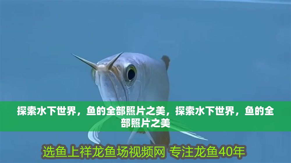 探索水下世界，魚的全部照片之美，探索水下世界，魚的全部照片之美